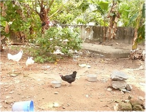 Images/cochin 638.jpg
